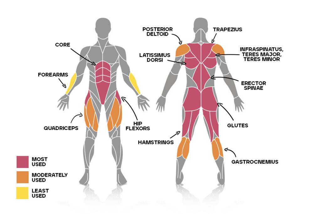 muscle hit in best back compound exercise