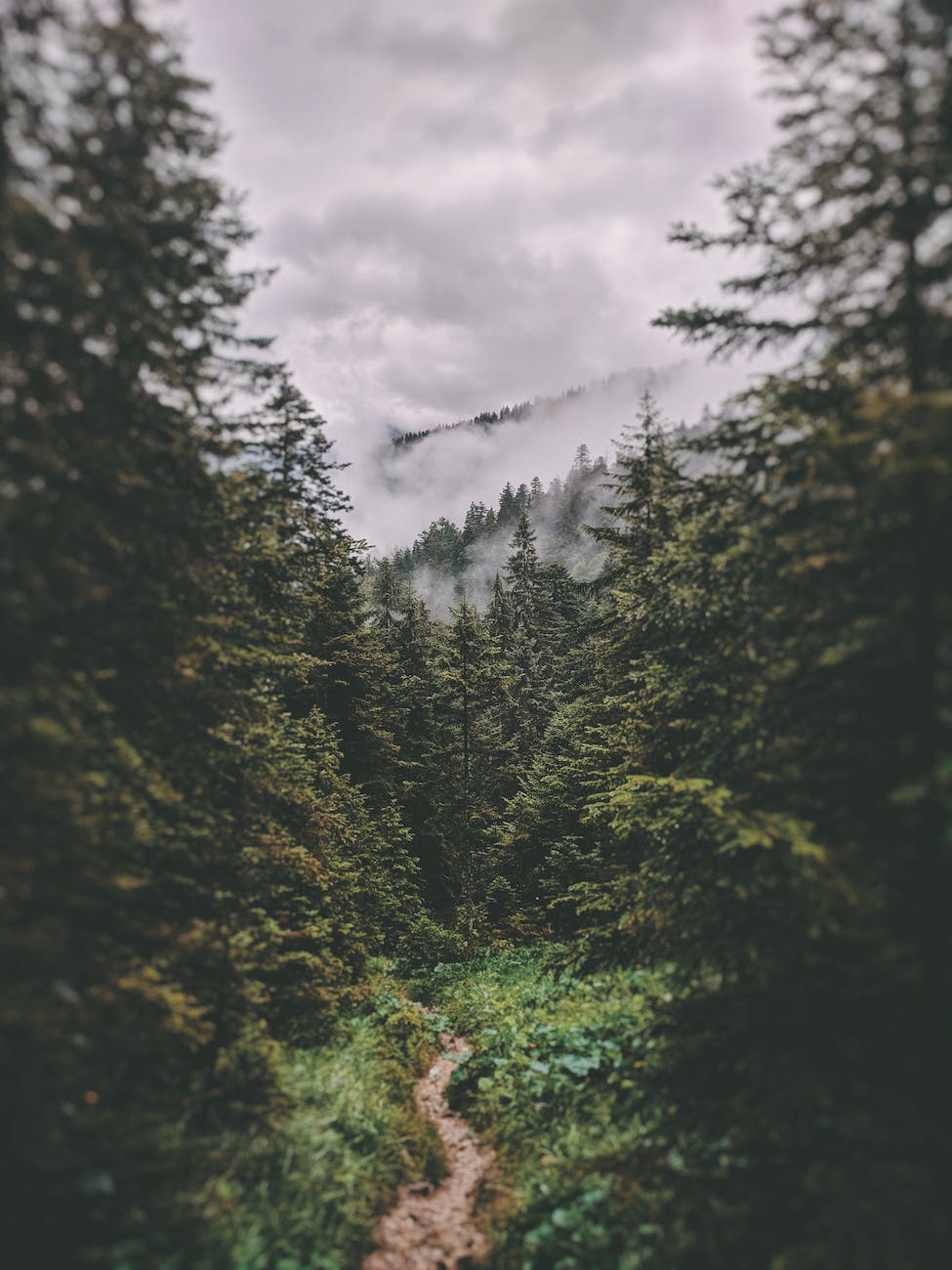 photo of unpaved pathway surrounded by pine trees